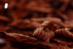 Tobaksfritt snus som smakar snus